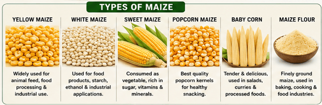 Types of Maize